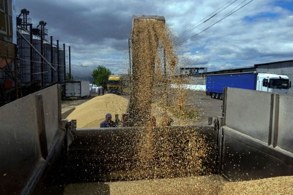 Две страны ЕС запретили импорт зерна с Украины, еще две готовятся 